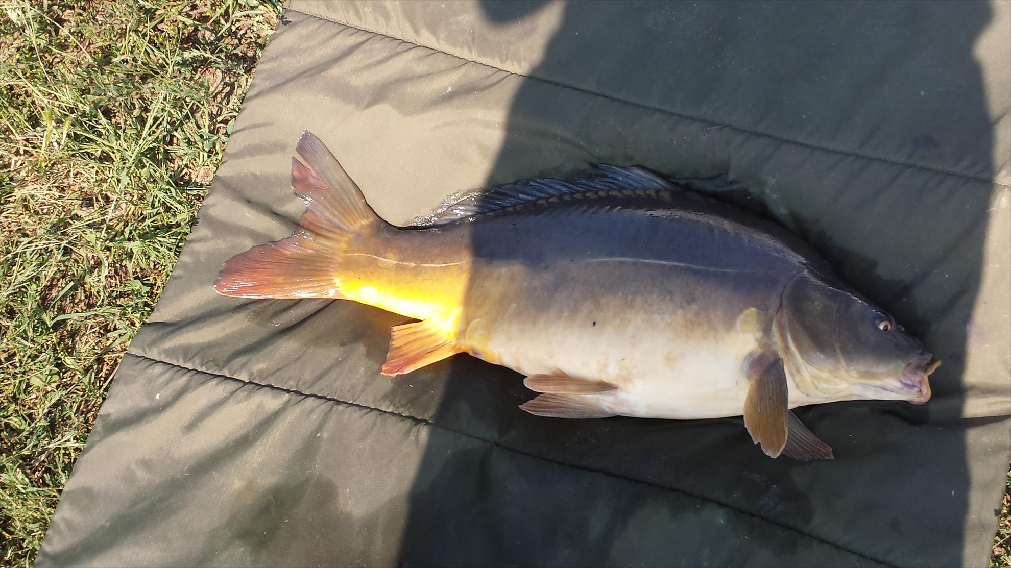 Hermes Peris 8 - 9 august 2014 - 20140809103335.jpg